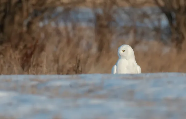 Winter, field, white, snow, owl, bird, polar