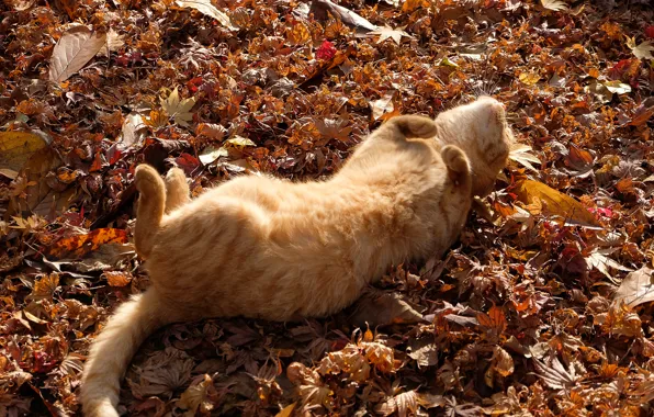 Basking, red cat, autumn leaves, lying on her back
