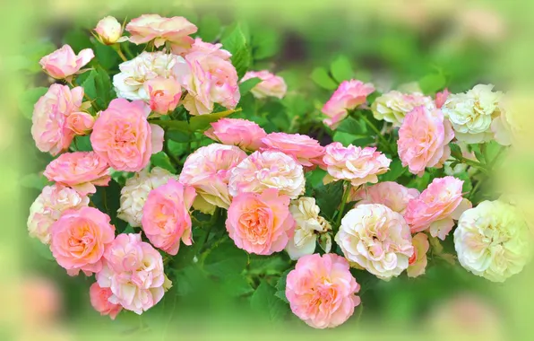 Picture flowers, Bush, roses, blur, pink, white, buds