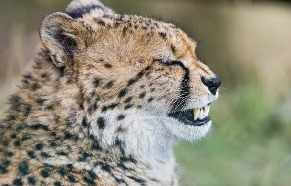 Picture cat, Cheetah, fangs, teeth, ©Tambako The Jaguar