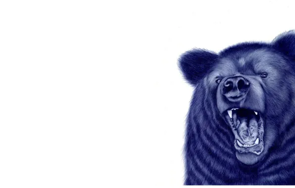 White, background, bear, mouth, drawn