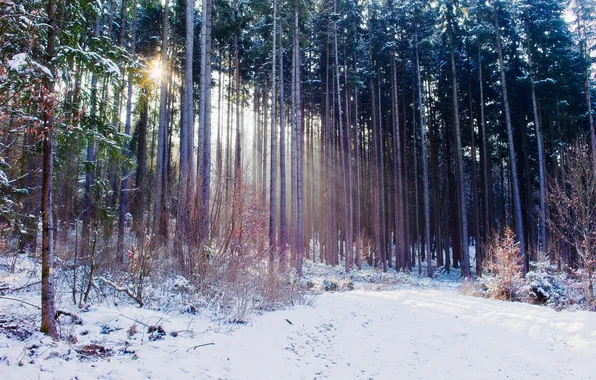 Picture winter, autumn, forest, light, snow, nature