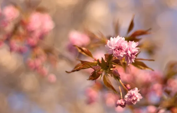 Picture leaves, flowers, branch, blur
