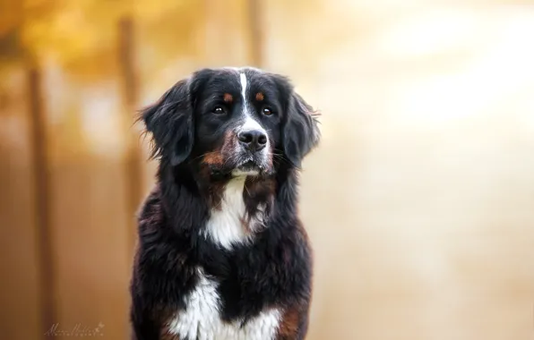 Picture look, portrait, dog, dog, bokeh, Bernese mountain dog