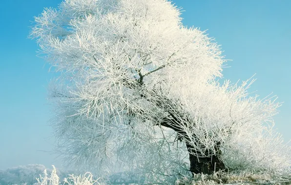 Snow, blue, tree
