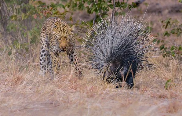 Leopard, Grass, Two, Big cat, Porcupine, Wild animals