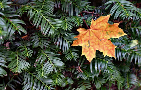 Picture autumn, sheet, tree, maple, autumn, leaf, maple