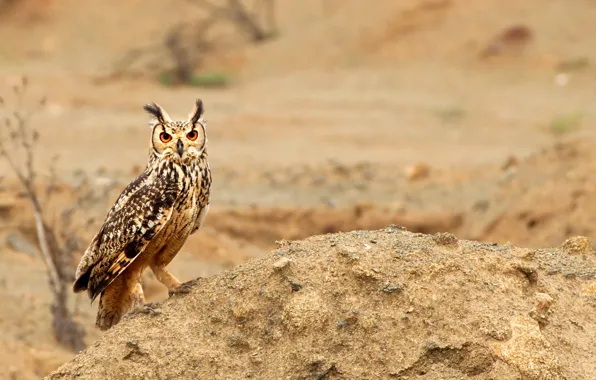 Picture nature, bird, owl