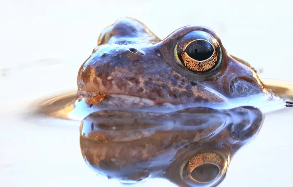 Frog, eyes, look