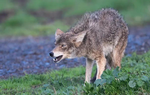 Picture summer, grass, look, pose, wolf, grin, coyote