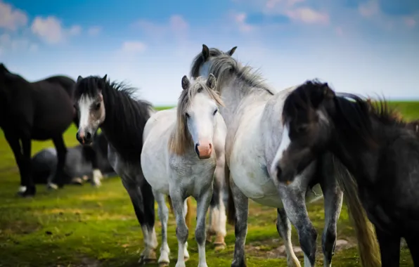 Horses, horse, the herd