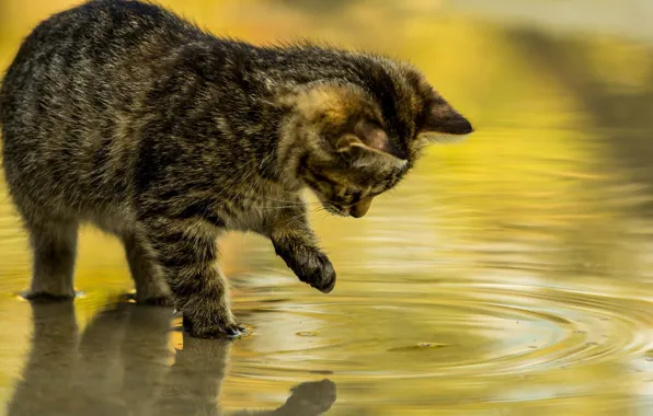 Played, standing in the water, tabby kitten