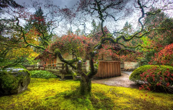 Tree, HDR, garden, Portland, Trees, Japanese, Garden