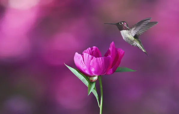 Flower, flight, background, pink, bird, Hummingbird, bokeh, peony