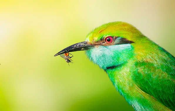 Bird, insect, green background, mining, schurka, small green squint