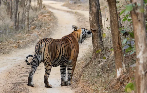 Picture road, trees, branches, tiger, pose, rear view
