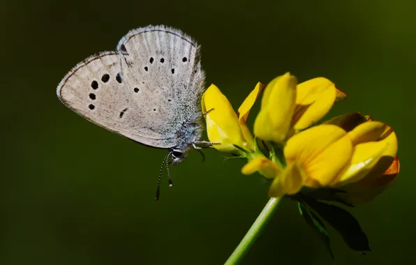 Macro, flowers, butterfly