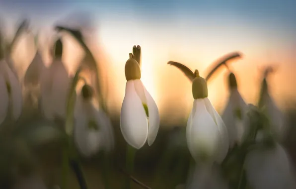 Light, flowers, glade, blur, spring, snowdrops, buds, gently
