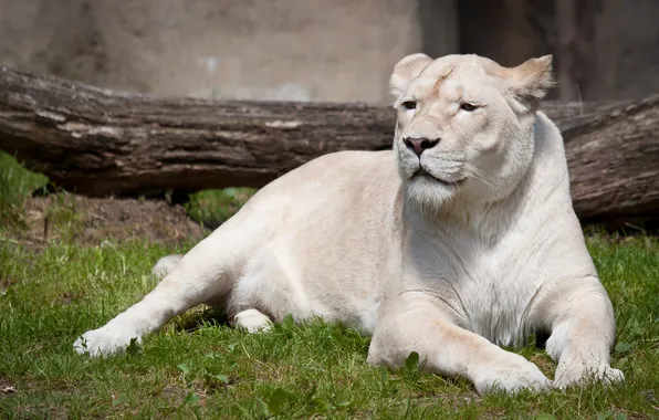 Cat, grass, the white lioness