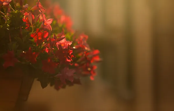 Picture flowers, petals, red, pot