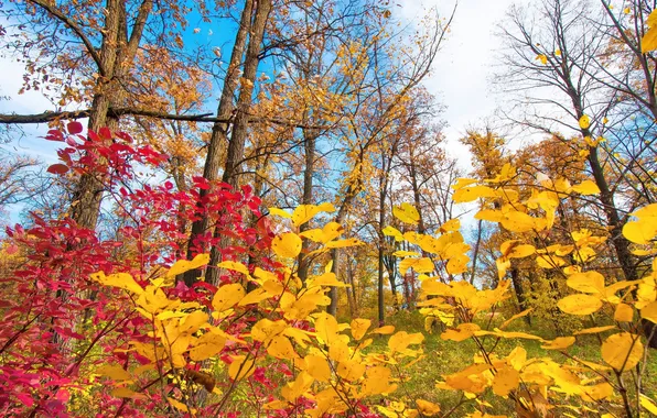 Picture autumn, the sky, leaves, clouds, trees, the crimson