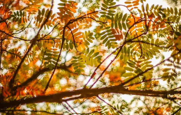 Autumn, leaves, branches, colorful