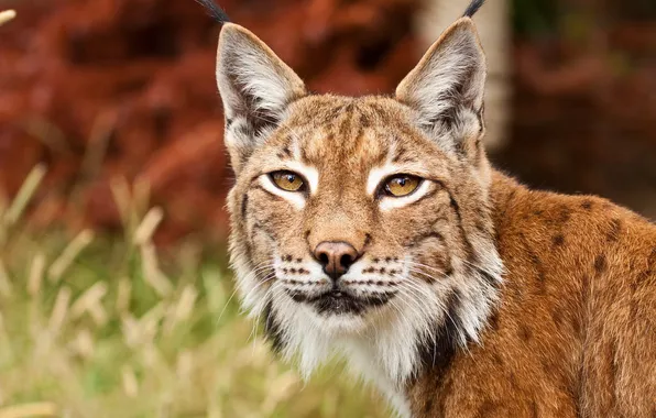 Mustache, face, lynx, looks