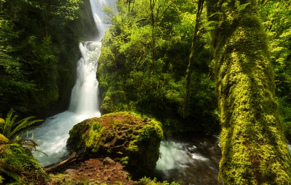 Greens, forest, trees, waterfall, moss, USA, Oregon, Bridal Veil Falls