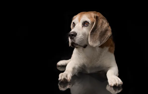 Picture portrait, dog, paws, puppy, black background, Beagle