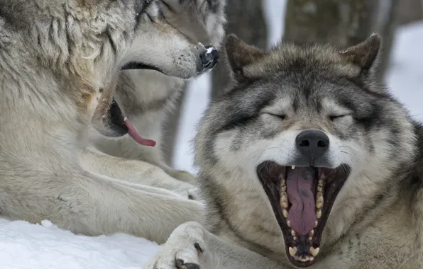 Canada, Quebec, yawning, canadian wolves