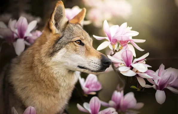 Picture flowers, dog, profile, Magnolia, Chinua, the Czechoslovakian Wolfdog