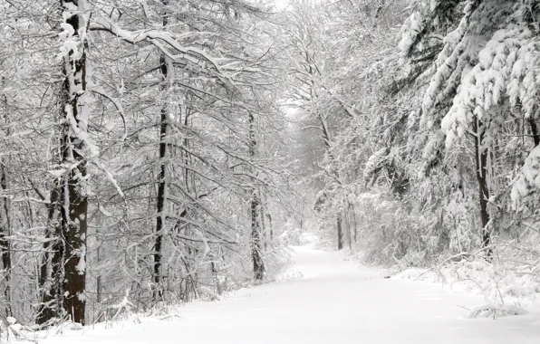 Road, snow, Trees