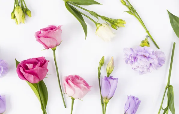 Flowers, buds, fresh, pink, flowers, violet, eustoma, eustoma