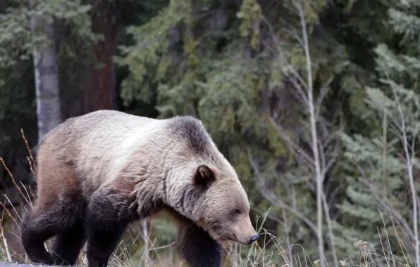 Picture big, animal, wildlife, strong, north american, grizzly bear