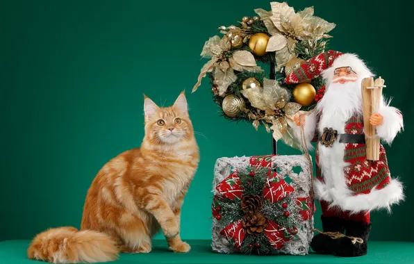 Cat, cat, look, decoration, pose, kitty, box, gift