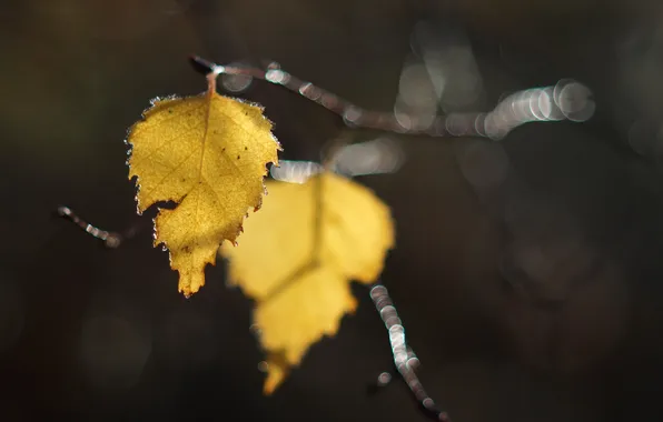 Autumn, leaves, macro, branches