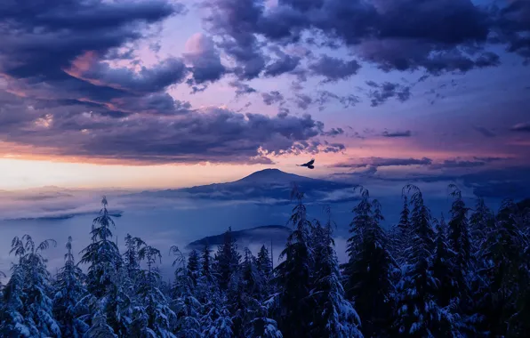 Winter, forest, the sky, clouds, trees, flight, landscape, sunset