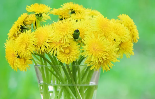 Background, bouquet, dandelions, green background