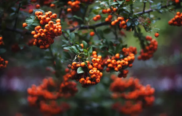 Autumn, leaves, branches, nature, berries, fruit, orange, Rowan