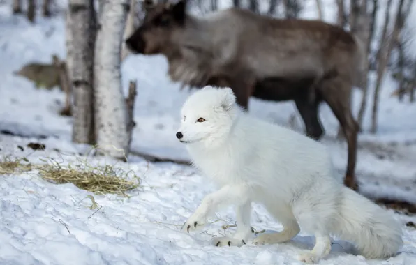 Picture winter, forest, white, face, snow, animal, deer, Fox