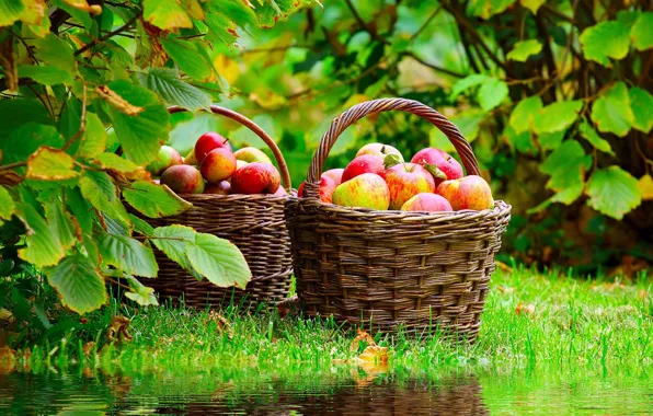 Nature, pond, reflection, basket, apples, nature, basket, ripe