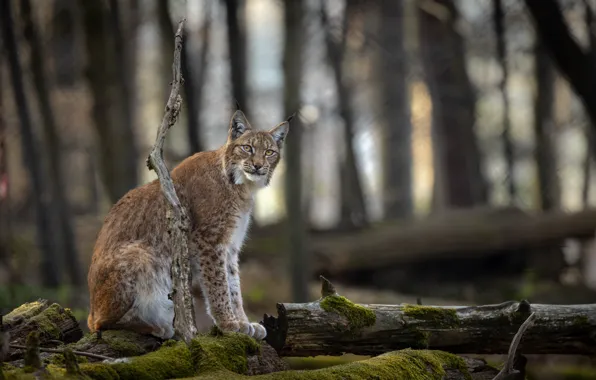Picture forest, look, trees, branches, moss, snag, log, lynx