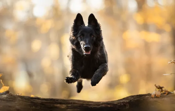 Look, jump, dog, walk, log, bokeh