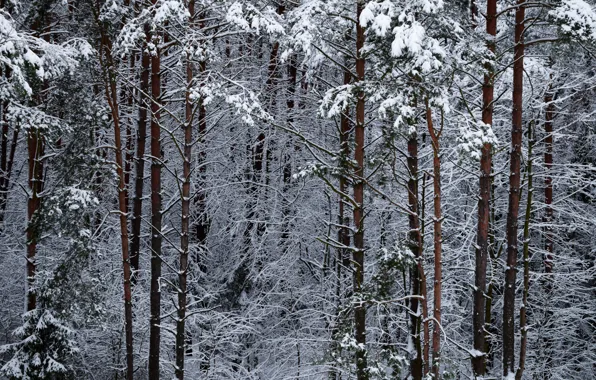 Frost, snow, winter forest, the trunk of the tree
