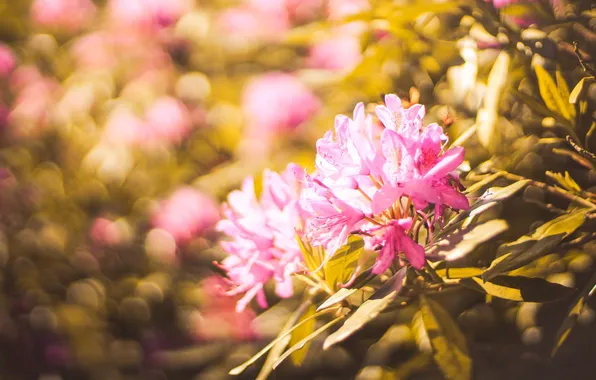 Picture leaves, flowers, petals, pink, bokeh