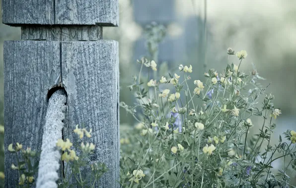 Macro, flowers, post, rope