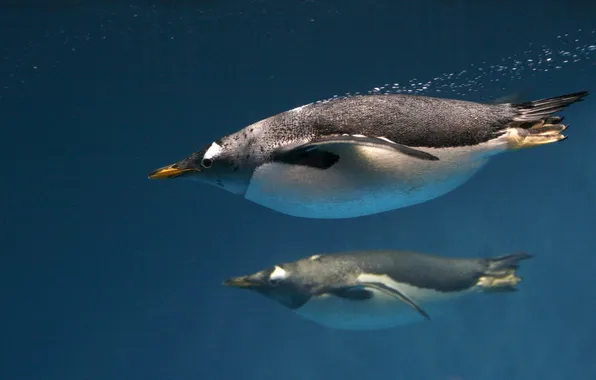 Picture BODY, The OCEAN, BUBBLES, PENGUINS, FINS, BEAK, FINS