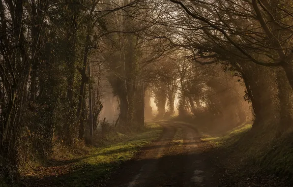 Road, fog, morning