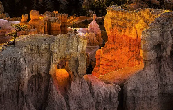 Sunset, mountains, tree, rocks, Utah, USA, Bryce Canyon National Park
