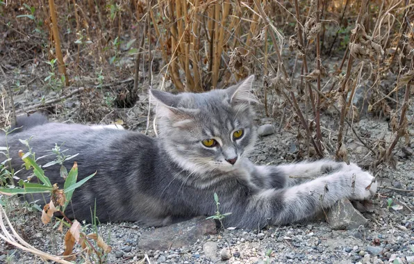 Picture cat, cat, stones, grey, lies, looks, cat